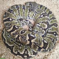 Sanzinia madagascariensis (Madagaskar-Hundskopfboa)
