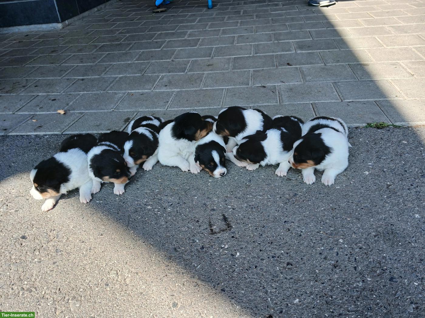 Appenzeller Schilthund Welpen