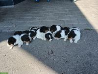 Appenzeller Schilthund Welpen