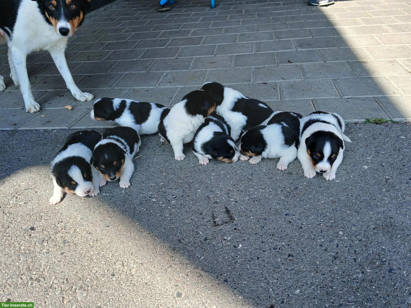 Bild 2: Appenzeller Schilthund Welpen