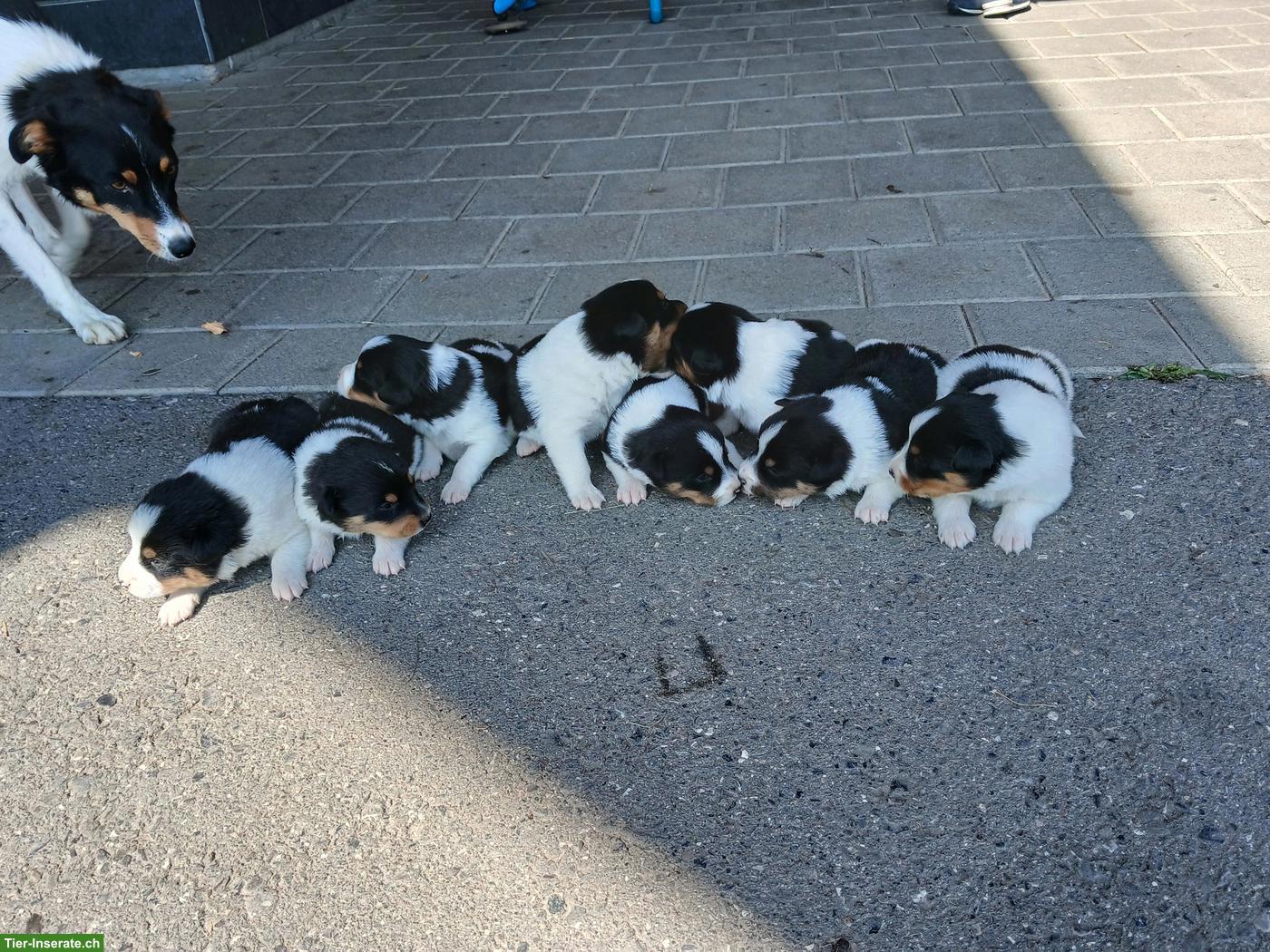 Bild 3: Appenzeller Schilthund Welpen