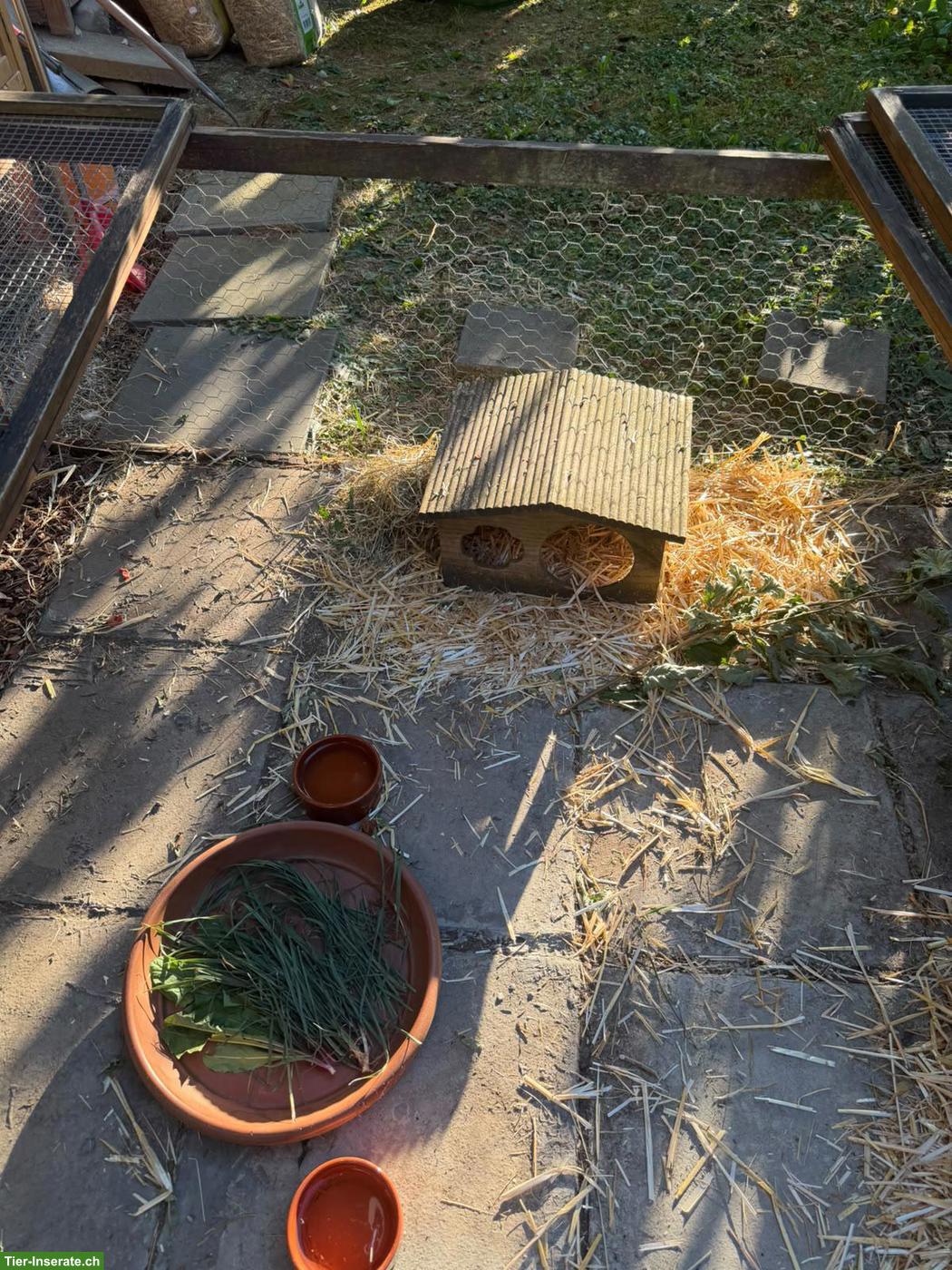 Suche Löwenkopf Kaninchen, männlich, zwischen 5-6 Jahre alt