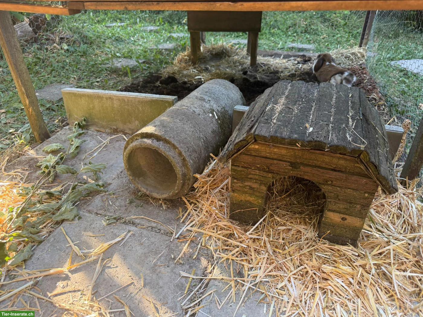 Bild 2: Suche Löwenkopf Kaninchen, männlich, zwischen 5-6 Jahre alt