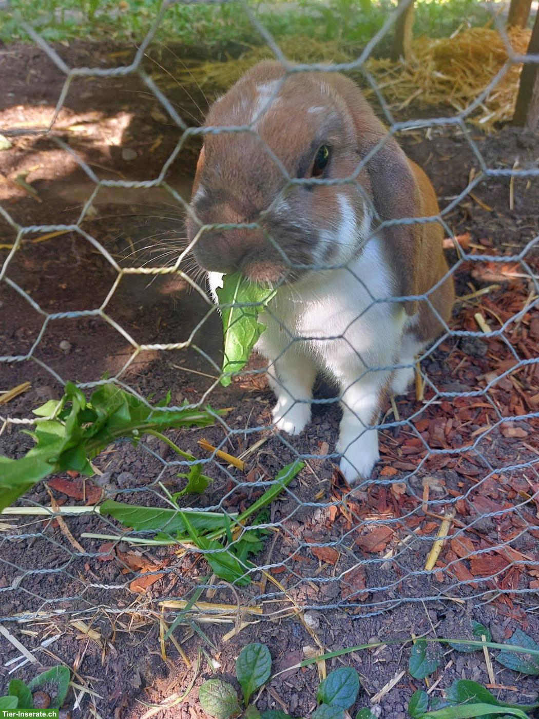 Bild 3: Suche Löwenkopf Kaninchen, männlich, zwischen 5-6 Jahre alt