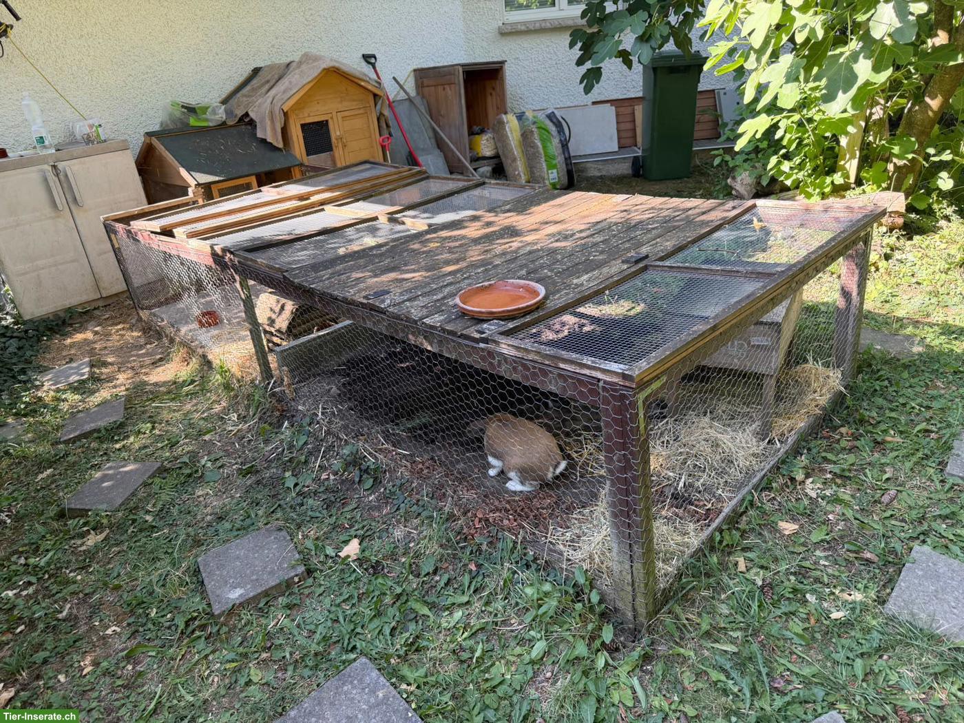Bild 4: Suche Löwenkopf Kaninchen, männlich, zwischen 5-6 Jahre alt
