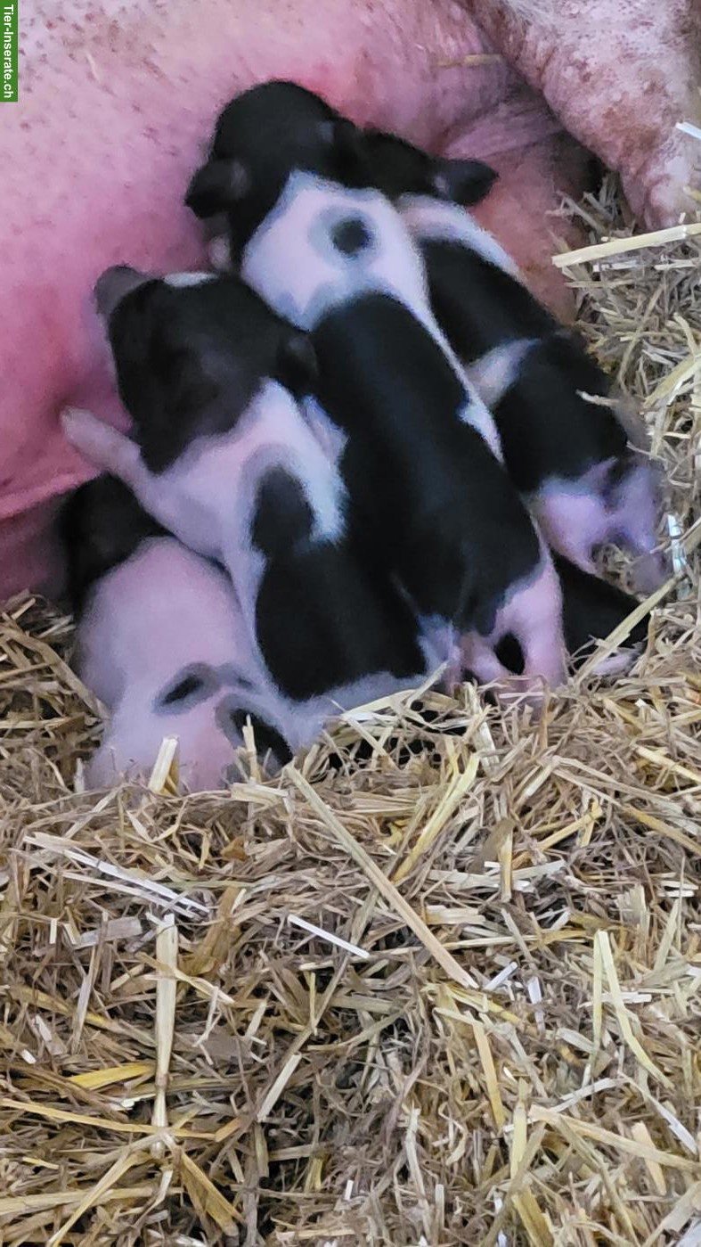 Göttinger Minipig vom Gantrisch