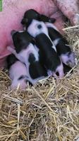 Göttinger Minipig vom Gantrisch
