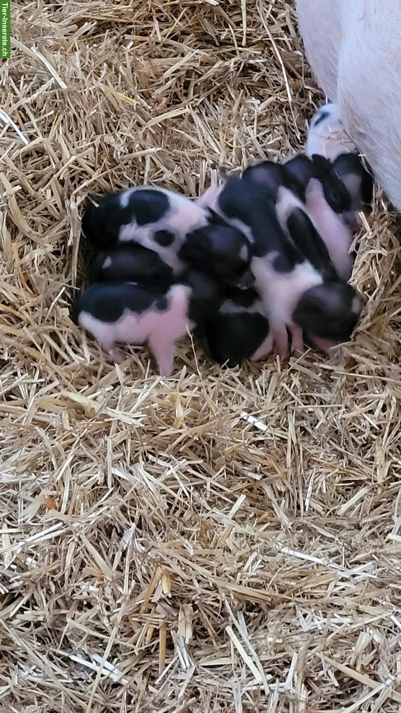 Bild 2: Göttinger Minipig vom Gantrisch