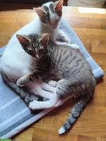 2 kleine Kater abzugeben