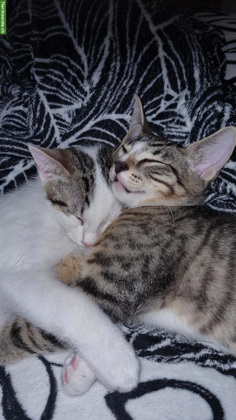 Bild 2: 2 kleine Kater abzugeben
