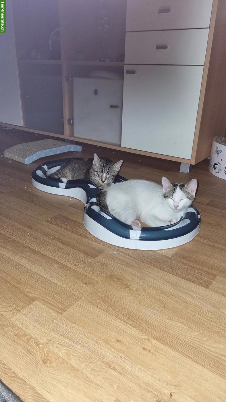 Bild 3: 2 kleine Kater abzugeben