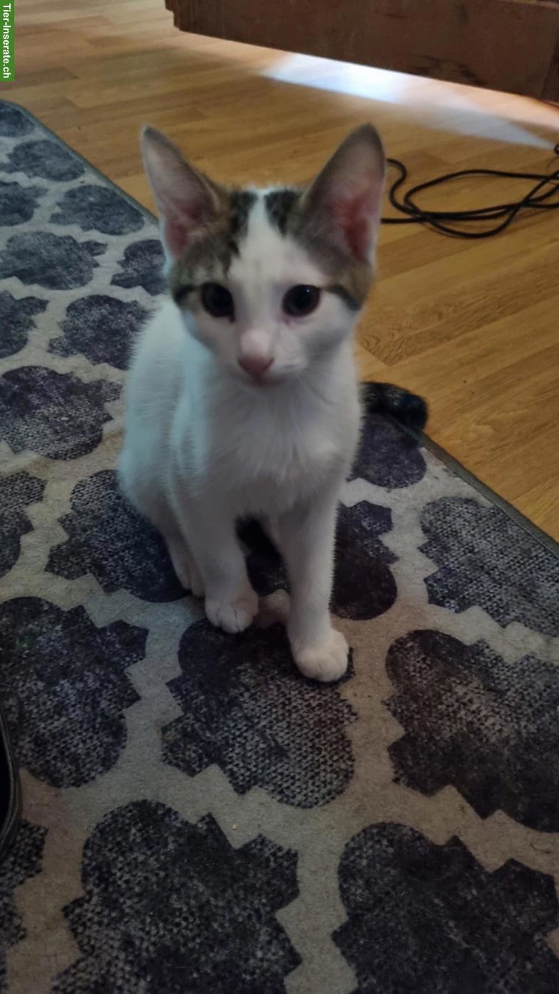 Bild 4: 2 kleine Kater abzugeben