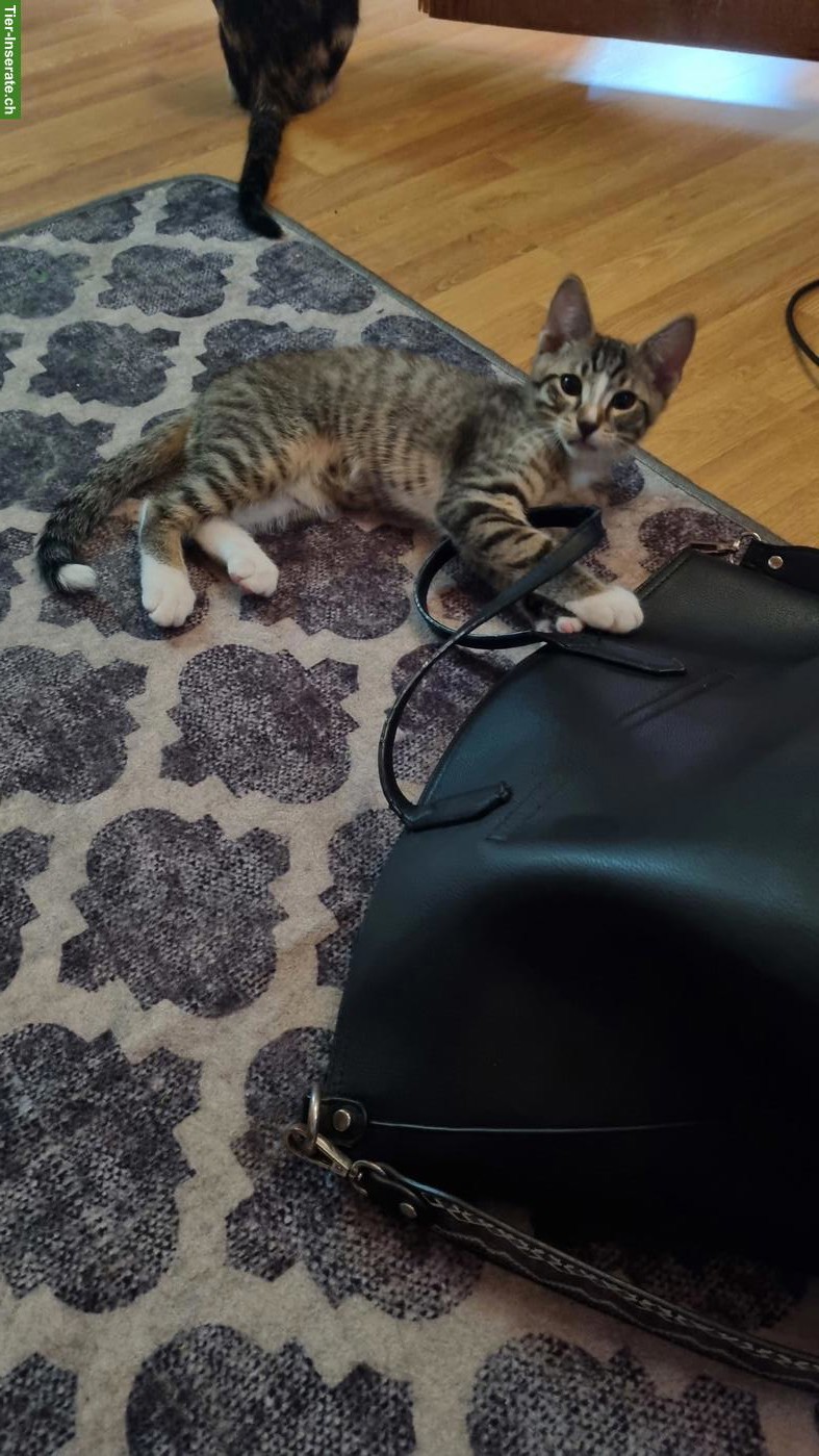 Bild 5: 2 kleine Kater abzugeben