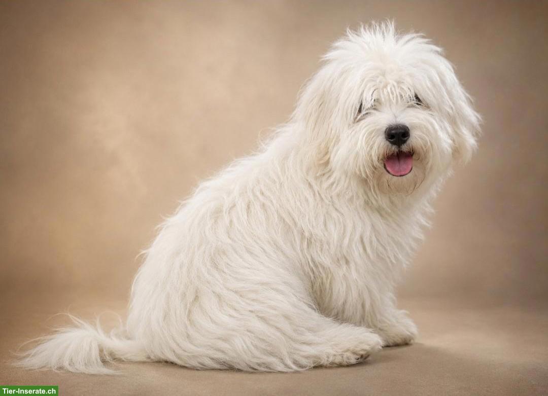 Coton de Tulear Rüde mit FCI Stammbaum