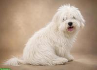 Coton de Tulear Rüde mit FCI Stammbaum