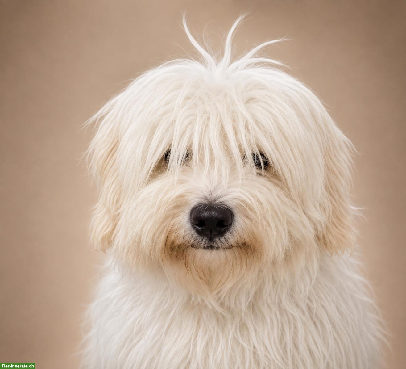 Bild 2: Coton de Tulear Rüde mit FCI Stammbaum