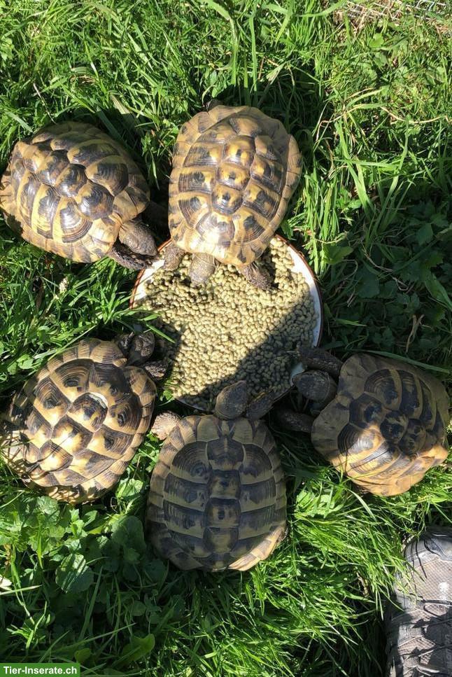 Griechische Landschildkröten Gruppe, einzeln oder gemeinsam