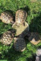 Griechische Landschildkröten Gruppe, einzeln oder gemeinsam