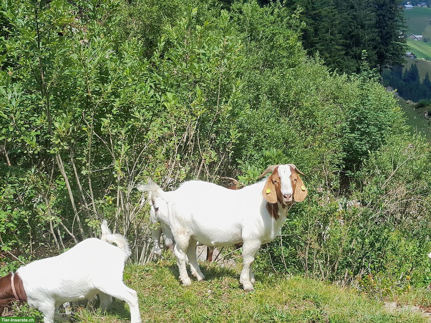 Burenziegenbock zu verkaufen