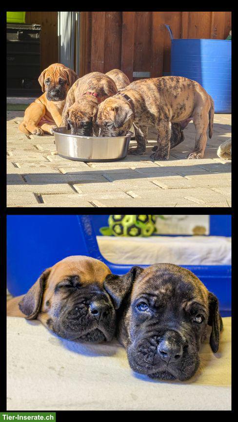 Deutsche Doggen Welpen gelb/gestomt