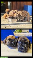 Deutsche Doggen Welpen gelb/gestomt