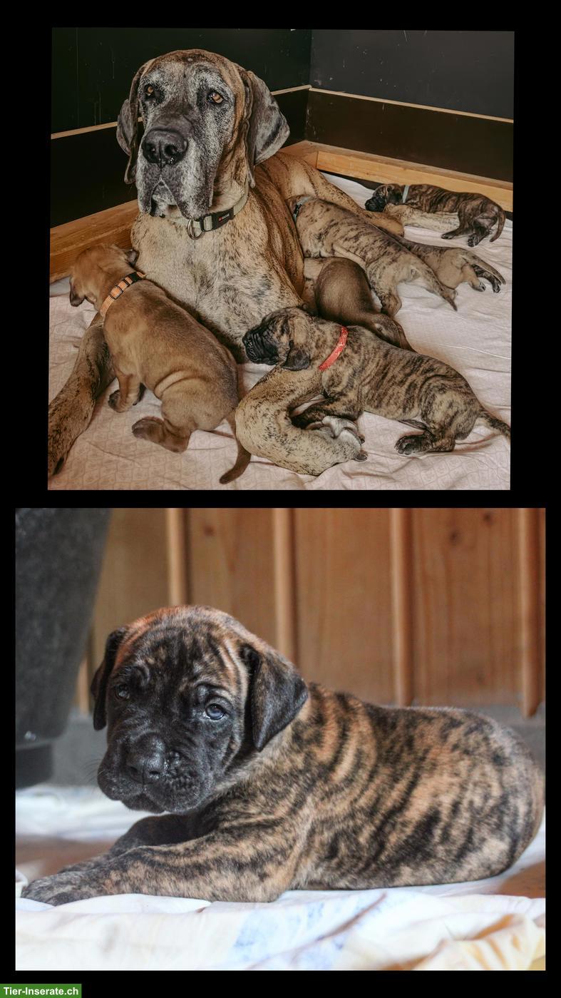 Bild 3: Deutsche Doggen Welpen gelb/gestomt
