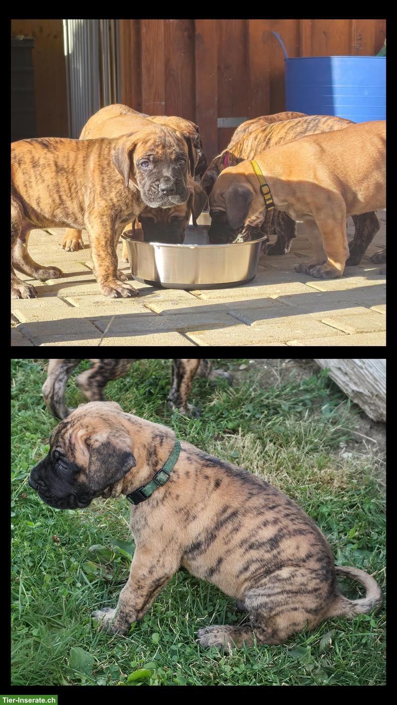 Bild 4: Deutsche Doggen Welpen gelb/gestomt