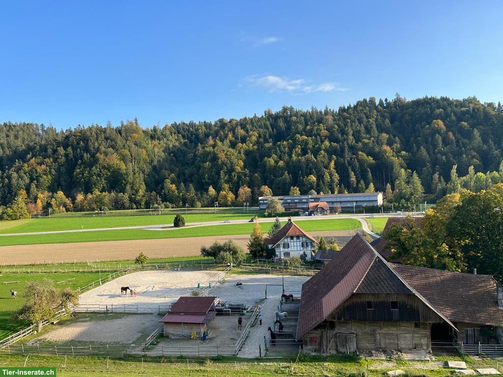 Bild 2: Grosse Auslaufbox in kleiner Stallgemeinschaft in Grünenmatt BE