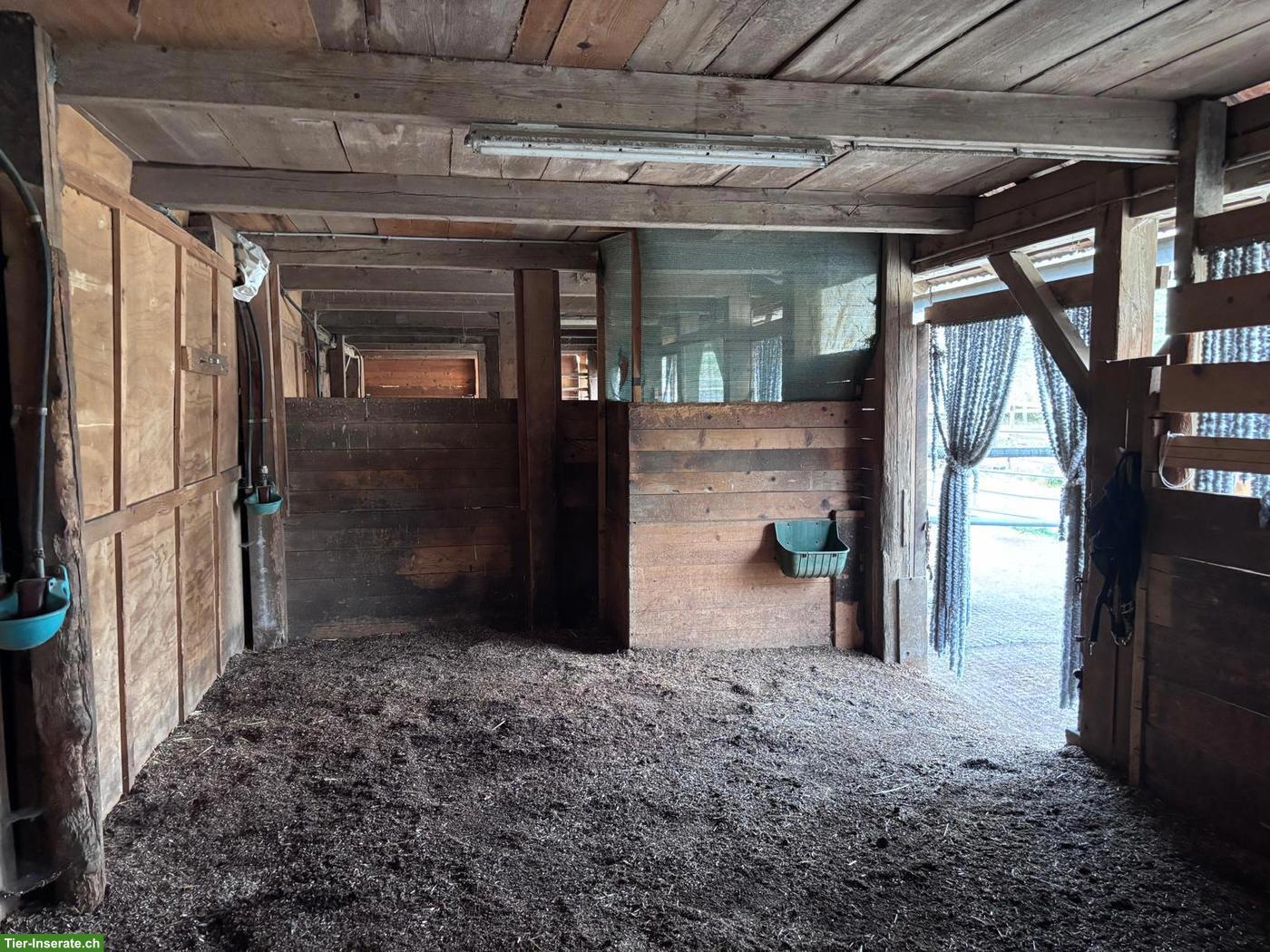 Bild 5: Grosse Auslaufbox in kleiner Stallgemeinschaft in Grünenmatt BE