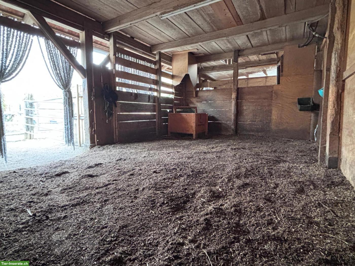 Bild 6: Grosse Auslaufbox in kleiner Stallgemeinschaft in Grünenmatt BE