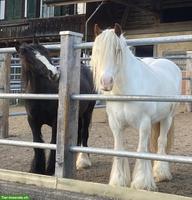 2 zauberhafte Tinker Pony Stuten suchen gemeinsam neues Zuhause