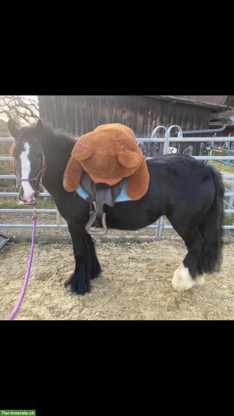 Bild 2: 2 zauberhafte Tinker Pony Stuten suchen gemeinsam neues Zuhause