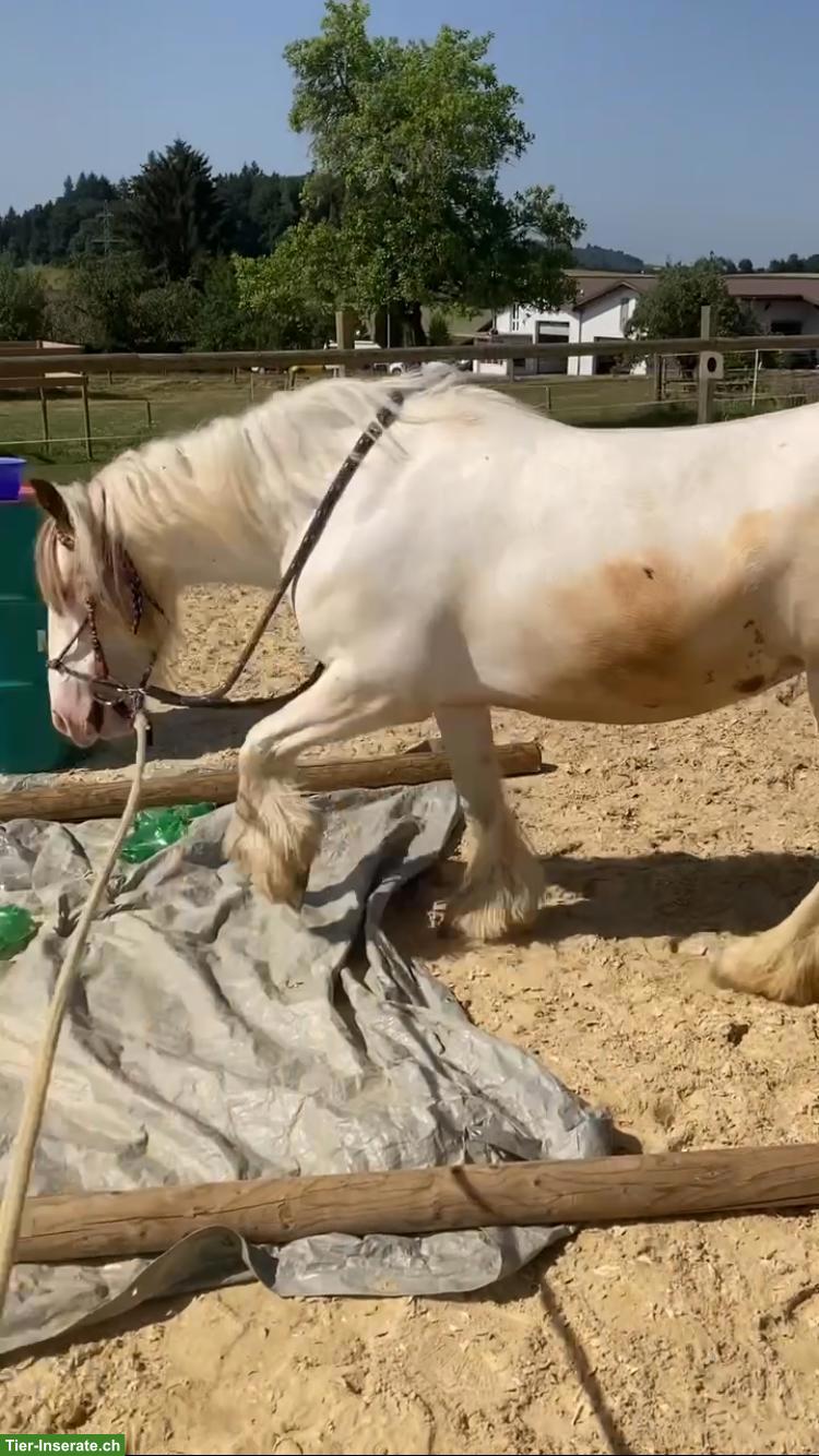 Bild 3: 2 zauberhafte Tinker Pony Stuten suchen gemeinsam neues Zuhause