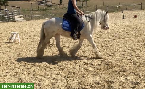 Bild 4: 2 zauberhafte Tinker Pony Stuten suchen gemeinsam neues Zuhause