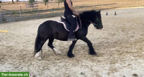 Bild 5: 2 zauberhafte Tinker Pony Stuten suchen gemeinsam neues Zuhause