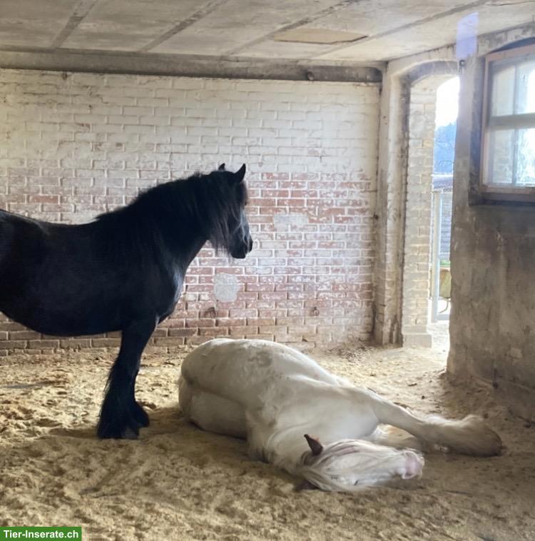 Bild 6: 2 zauberhafte Tinker Pony Stuten suchen gemeinsam neues Zuhause