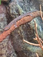 Strophurus spinigerus spinigerus (Stachelschwanzgecko)