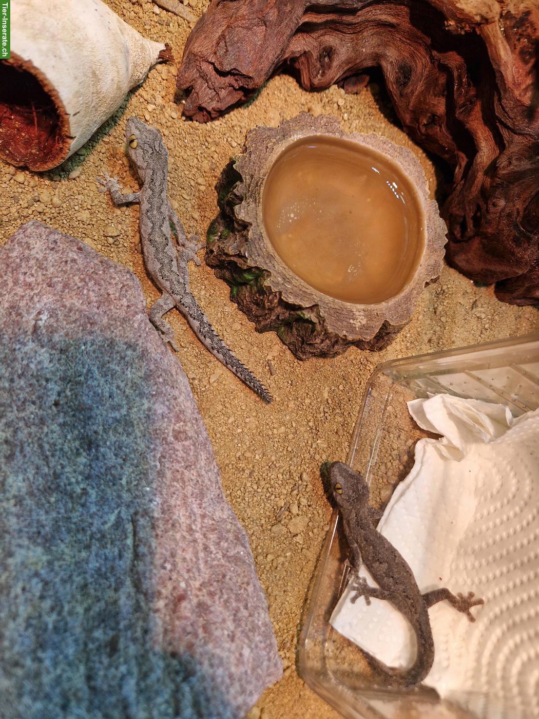 Bild 2: Strophurus spinigerus spinigerus (Stachelschwanzgecko)