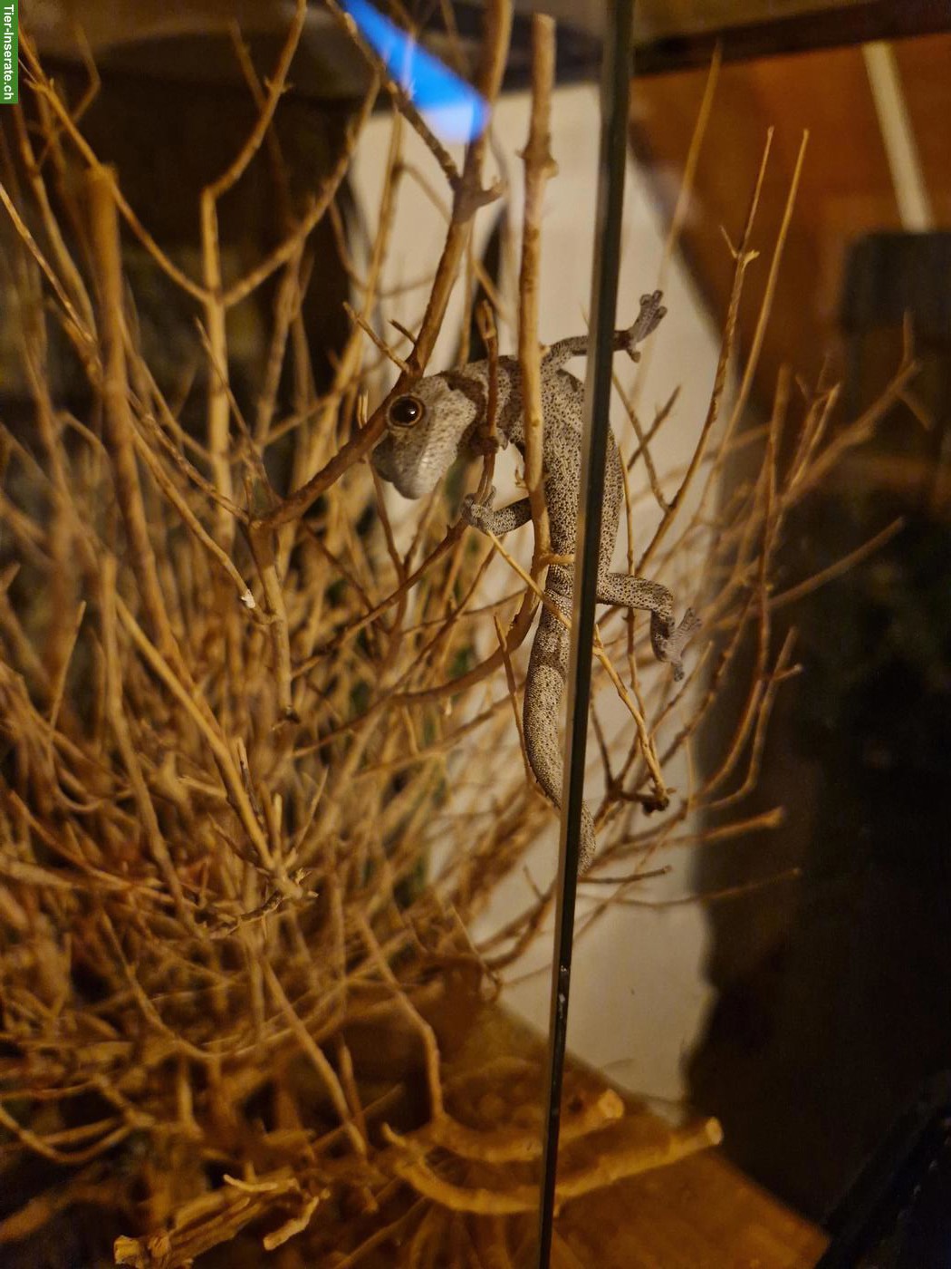 Bild 3: Strophurus spinigerus spinigerus (Stachelschwanzgecko)