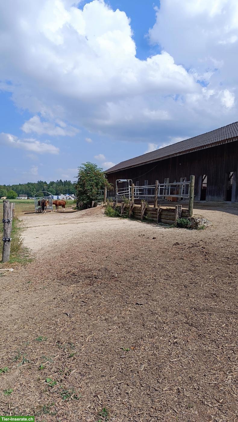 Offenstallplatz in Kleingruppe mit viel Platz in Lohn SO