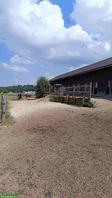Offenstallplatz in Kleingruppe mit viel Platz in Lohn SO