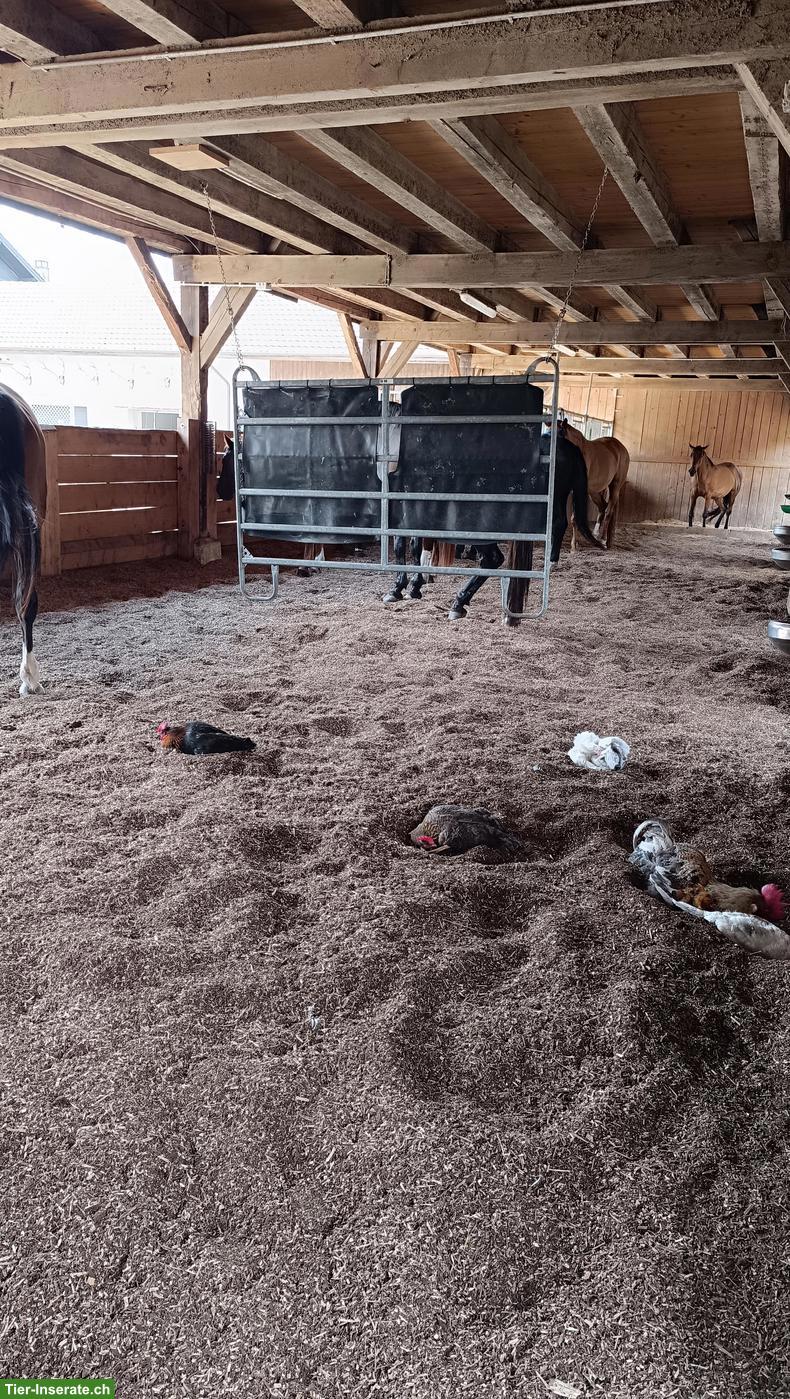 Bild 2: Offenstallplatz in Kleingruppe mit viel Platz in Lohn SO