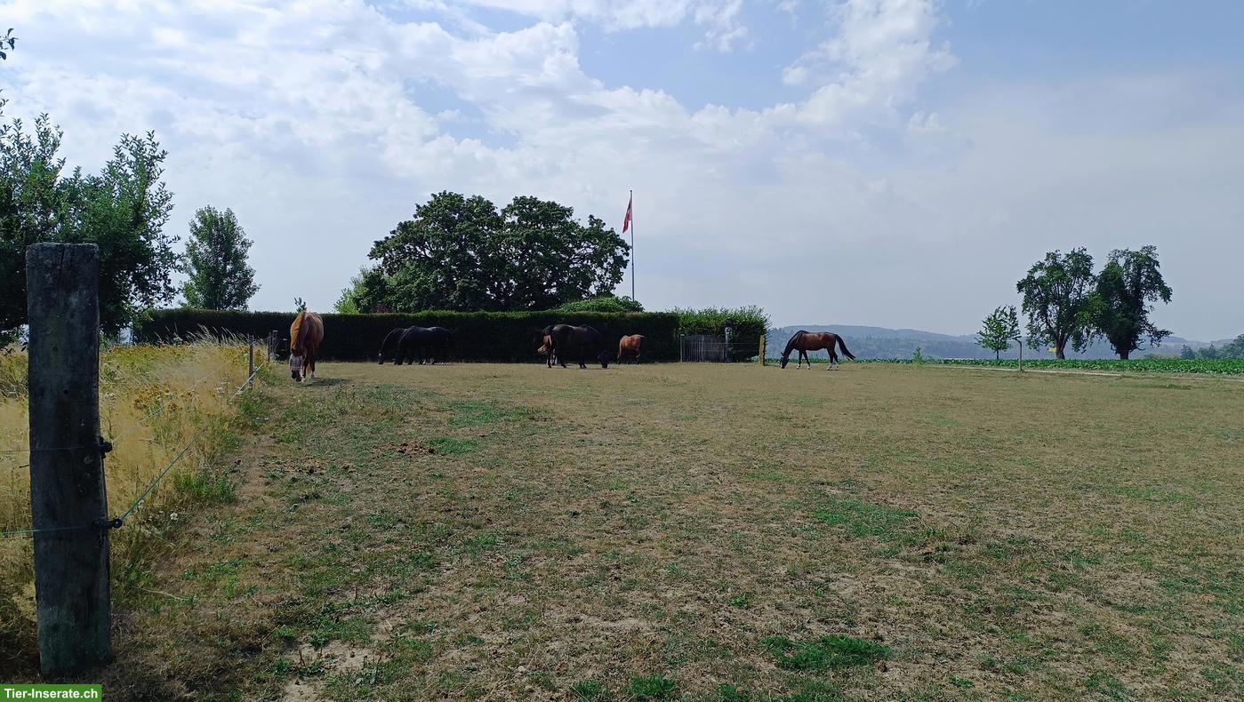 Bild 4: Offenstallplatz in Kleingruppe mit viel Platz in Lohn SO