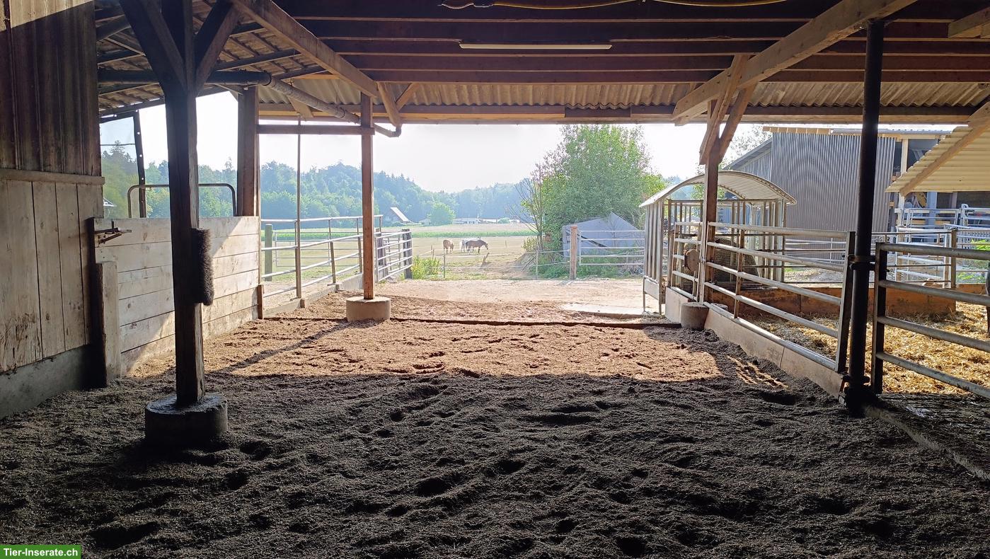 Bild 5: Offenstallplatz in Kleingruppe mit viel Platz in Lohn SO