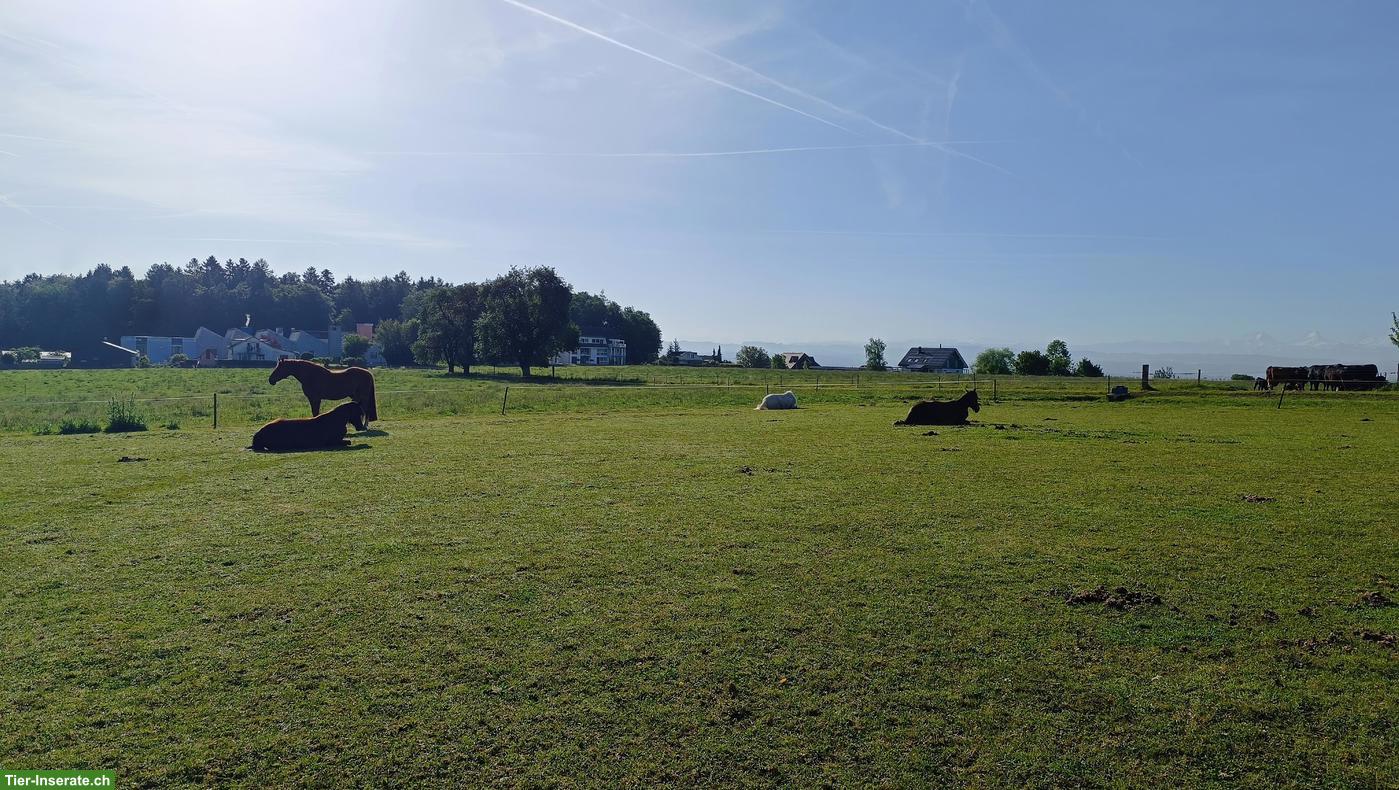Bild 6: Offenstallplatz in Kleingruppe mit viel Platz in Lohn SO