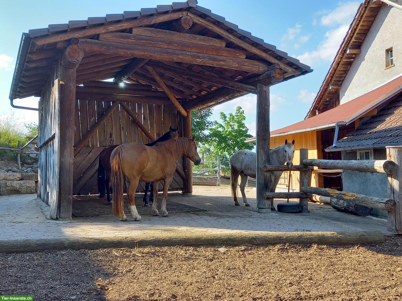 Bild 2: Stallgemeinschaft sucht: 2-3 Pferde mit ihren Besitzer ab 1.11.2026