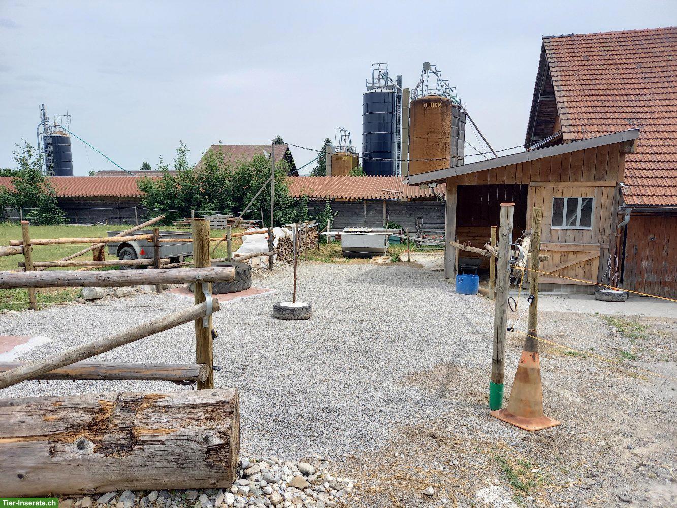 Bild 5: Stallgemeinschaft sucht: 2-3 Pferde mit ihren Besitzer ab 1.11.2026