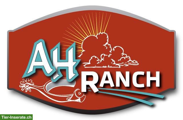 Freie Pferde-Pensionsplätze auf der AH Ranch in Gams SG