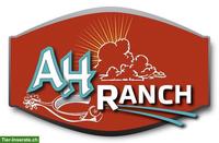 Freie Pferde-Pensionsplätze auf der AH Ranch in Gams SG