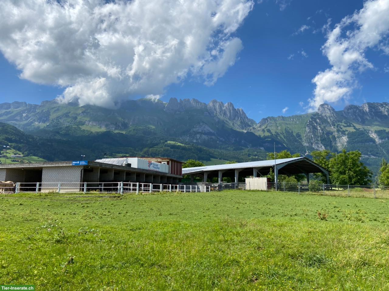 Bild 10: Freie Pferde-Pensionsplätze auf der AH Ranch in Gams SG